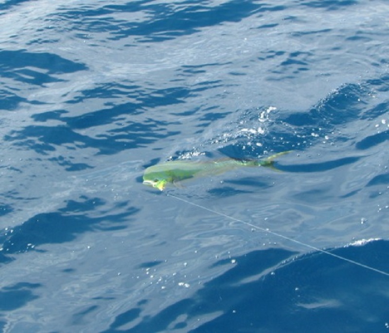 Mahi Mahi / Dolphin Fishing